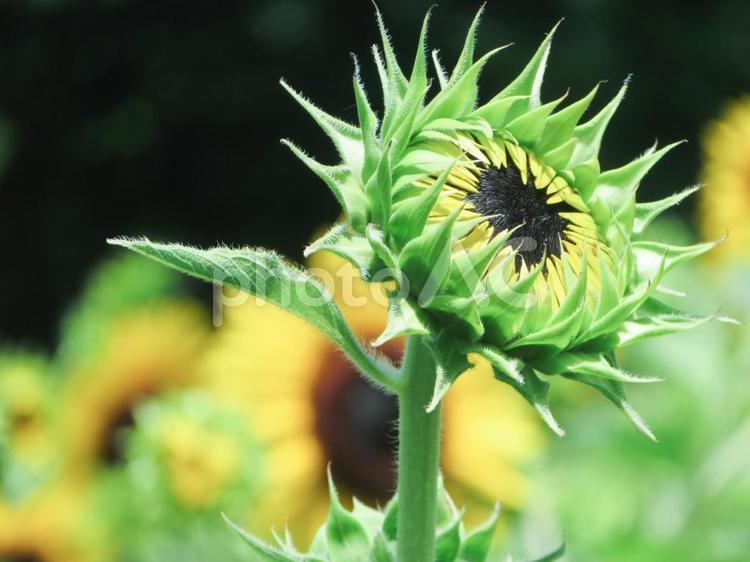 ひまわりの棘 花,向日葵,ひまわりの写真素材