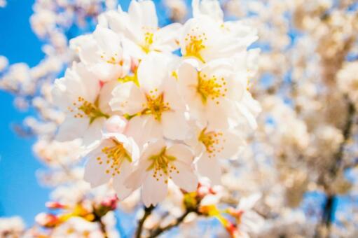 桜 桜の写真