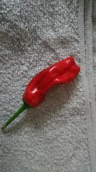 ししとうも熟すと赤くなります ししとうも熟すと赤くなりますの写真