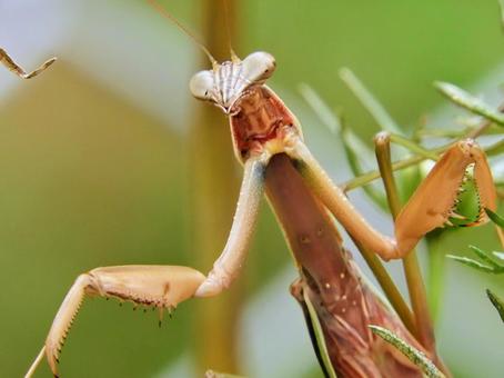 カマキリ カマキリの写真