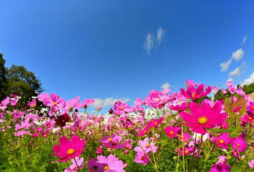 秋のアニメのような鮮やかなコスモス畑 コスモス,アニメ,壁紙の写真素材