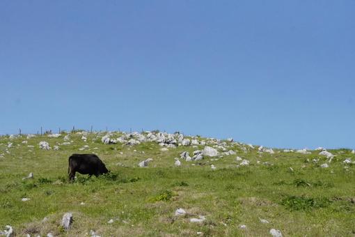 四国カルスト 四国カルスト,牛,自然の写真素材