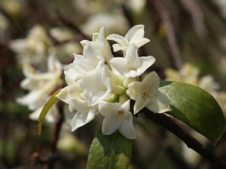 ジンチョウゲ・沈丁花　クローズアップ ジンチョウゲ,冬春,香りのよいの写真素材
