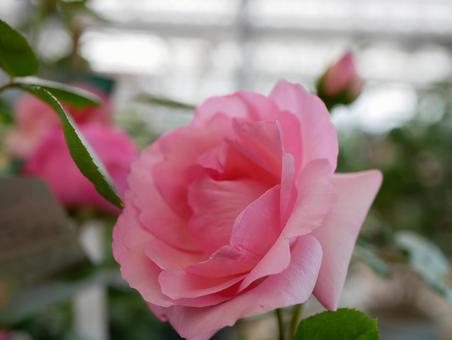 薔薇 薔薇の写真