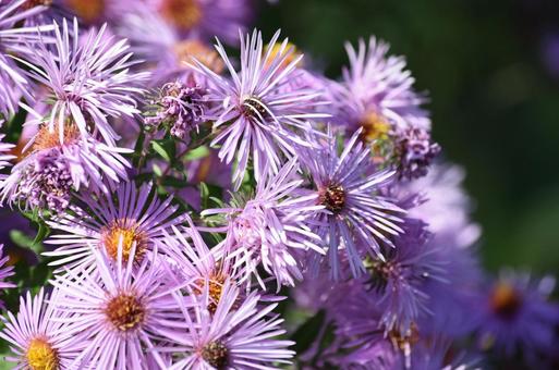 ピンクのお花 ピンクのお花の写真