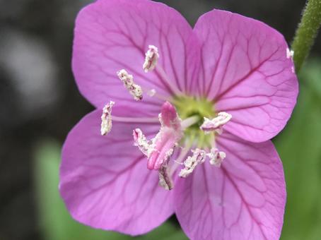神田川4月:ユウゲショウの花 2025 神田川4月:ユウゲショウの花 2025の写真