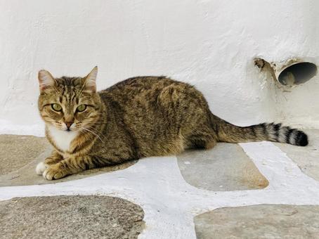 ミコノス島のネコ ミコノス島のネコ ネコ,ミコノス島,野良猫の写真素材