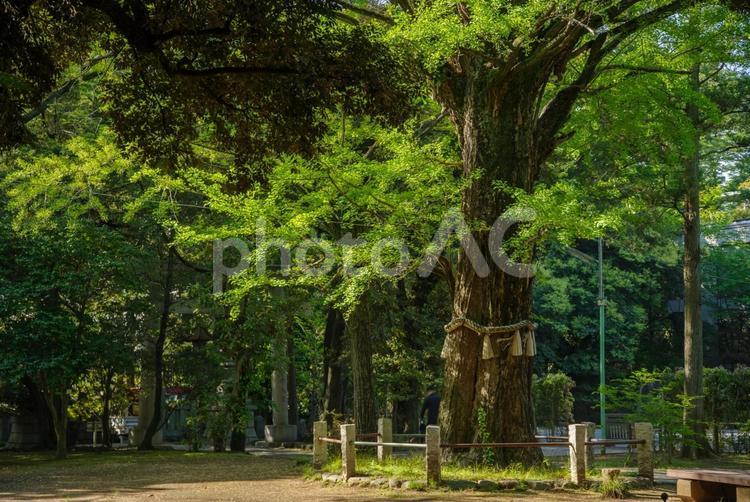 新緑が美しい赤坂氷川神社の境内 境内,日本,氷川神社の写真素材