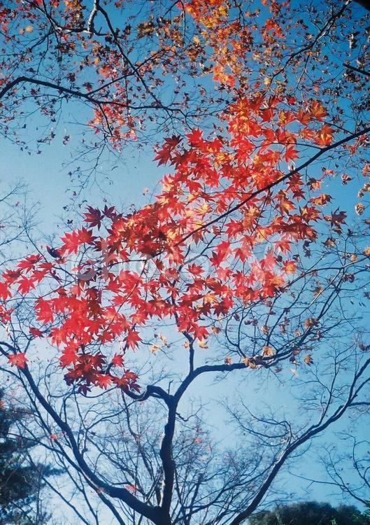 PEN EE-3で撮影した紅葉 もみじ,秋,赤の写真素材