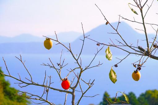 柿の実の紅葉? 柿の実の紅葉? 柿,海,高台の写真素材