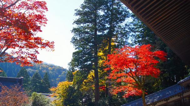 紅葉の永平寺:19 紅葉の永平寺:19 永平寺,紅葉,もみじの写真素材