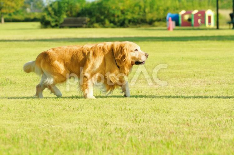 公園の犬　横向き ゴールデンレトリバー,犬,ゴールデンの写真素材