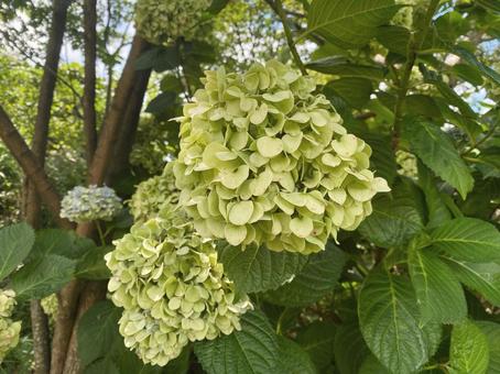 緑の紫陽花 緑の紫陽花の写真