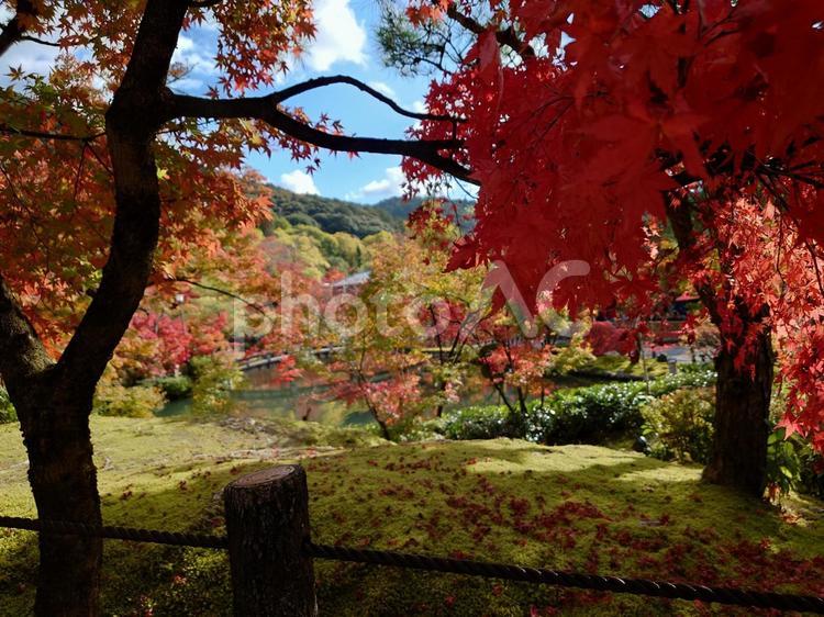 京都　紅葉 紅葉,京都,永観堂の写真素材