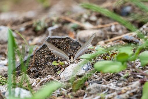 ウラギンシジミ⑷ ウラギンシジミ⑷ 蝶,ウラギンシジミ,昆虫の写真素材