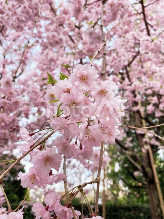 しだれ桜　八重桜 しだれ桜,桜,枝垂れ桜の写真素材