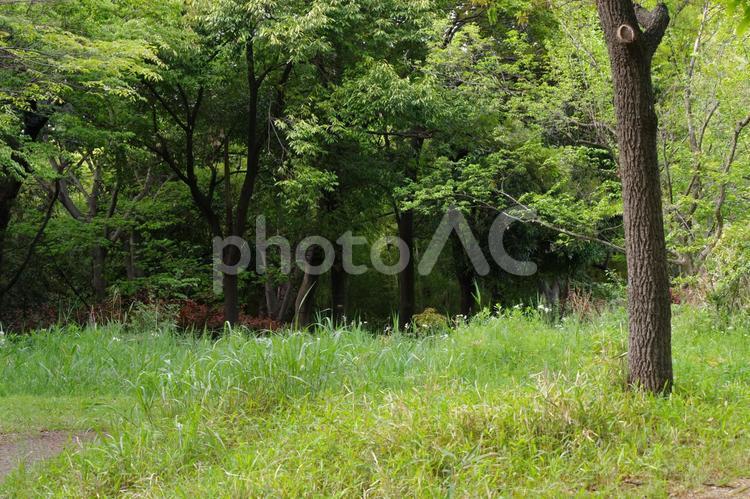 東京港野鳥公園の風景 東京港野鳥公園,咲く,春の写真素材