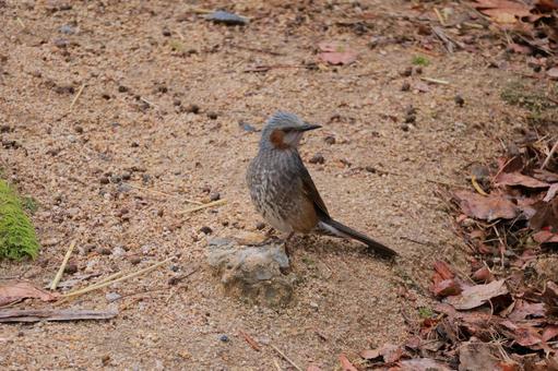 振り返りヒヨドリ ヒヨドリ,野鳥,鳥の写真素材