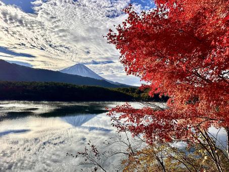 西湖の湖畔の紅葉と富士山 富士山,紅葉,秋の写真素材
