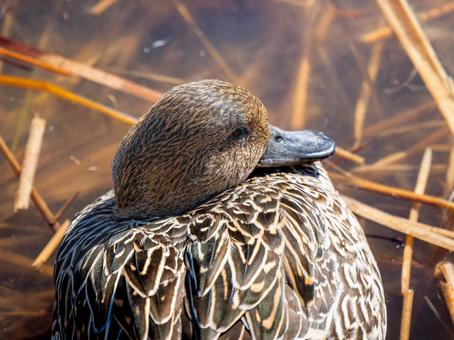 水辺のオナガガモ 水辺のオナガガモの写真