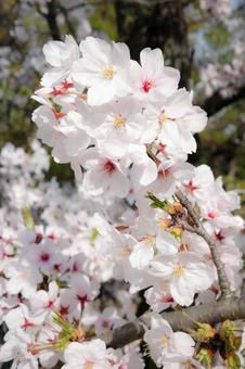 桜 桜,広島市,春の写真素材