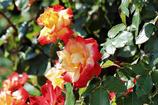 5月のバラ園にて バラ,薔薇,清楚の写真素材