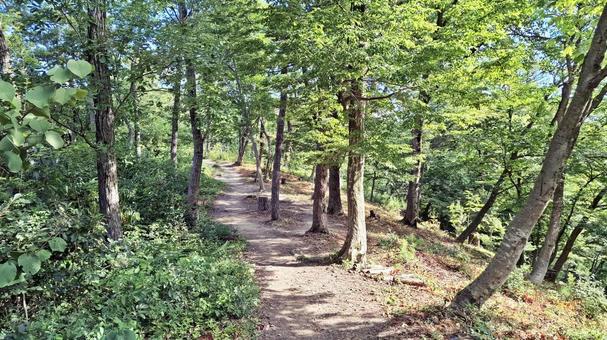 木洩れ日の登山道 木洩れ日の登山道の写真
