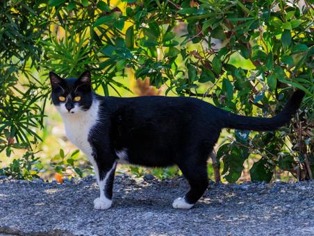 猫の島で出会った野良猫さんです。 猫の島で出会った野良猫さんです。の写真