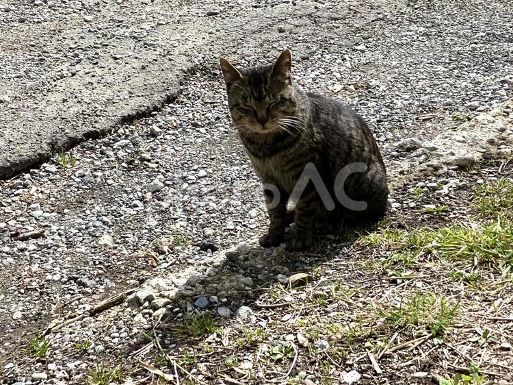 目を瞑って座る黒い野良猫 野良猫,座る,目を瞑るの写真素材