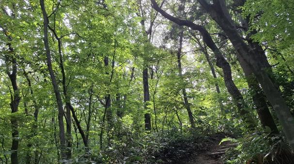 木洩れ日の登山道 木洩れ日の登山道 登山道,登山,木漏れ日の写真素材