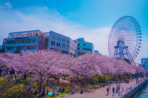 観覧車と桜が彩る横浜みなとみらい 観覧車と桜が彩る横浜みなとみらい 観覧車,桜,公園の写真素材