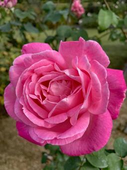 バラ 薔薇 花 バラ,薔薇,花の写真素材