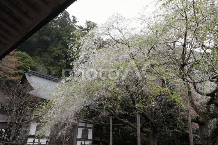 常照皇寺の桜 常照皇寺,右京区,京都市の写真素材