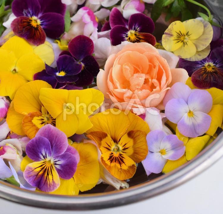 ビオラと薔薇、エディブルフラワーの花、食用花                エディブルフラワー,食用花,食べ物の写真素材