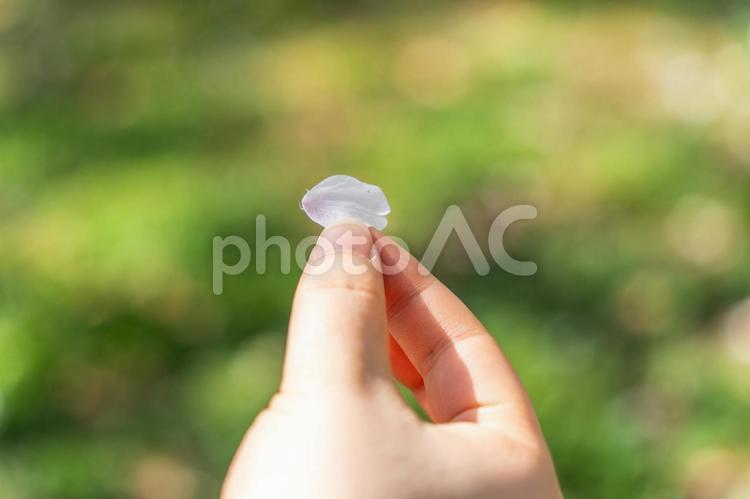 桜の花びらを見つけた 桜,春,自然の写真素材