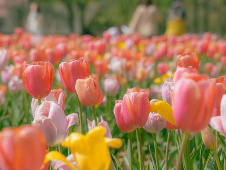 tulips, JPG