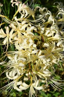 Red spider lily, JPG Red spider lily, JPG