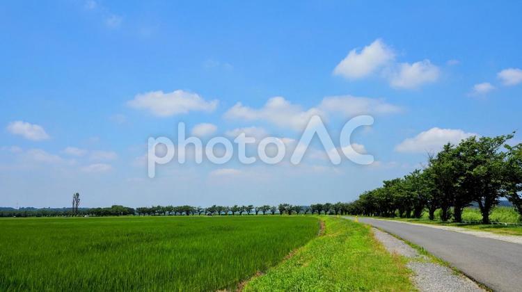 夏の印旛沼湖畔・緑の散歩道＆水田・佐倉市 夏,印旛沼,湖畔の写真素材