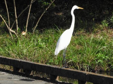 コサギ コサギ,清瀬金山緑地調整池,バードウォッチングの写真素材