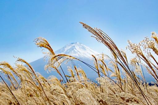 Snow-capped Mount Fuji seen through golden silver grass, JPG Snow-capped Mount Fuji seen through golden silver grass, JPG