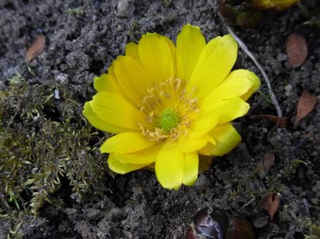 Photo, fukushune, flower, plant, 