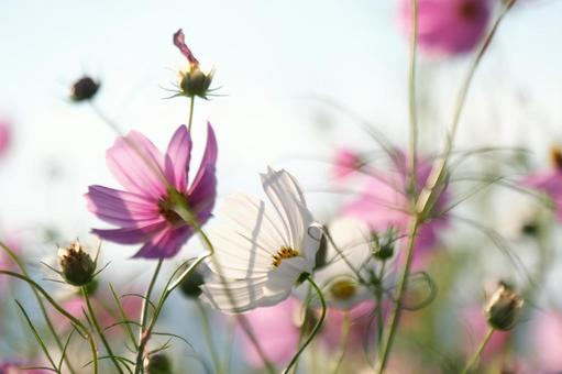 コスモス コスモス,秋桜,秋の写真素材
