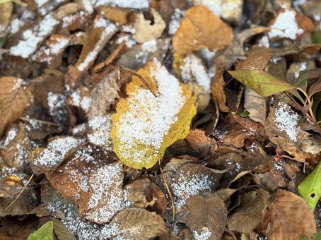 霜が降りた落葉　 落葉,霜,朝の写真素材