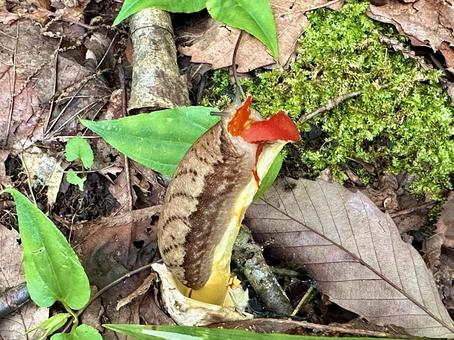 花を食べるヤマナメクジ 花を食べるヤマナメクジ ナメクジ,ヤマナメクジ,大型種の写真素材