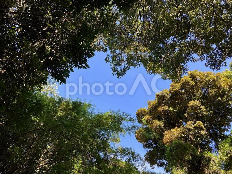 森林の中から見上げた空 木,自然,木材の写真素材
