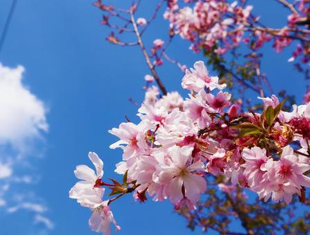 桜 桜の写真