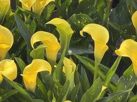 花 花の写真