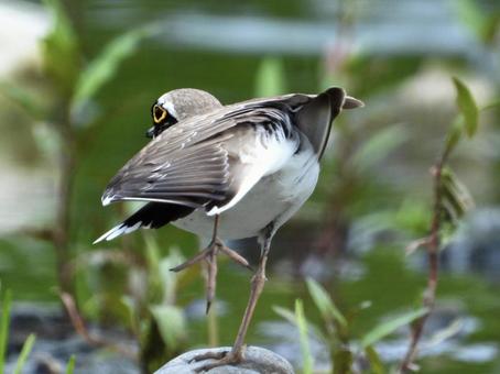 Photo, bird, wild bird, little ringed plover, 