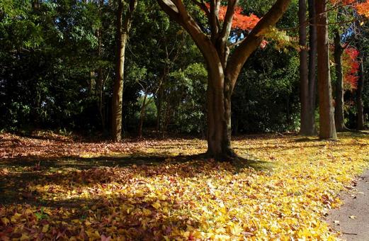 紅葉の小道 黄色い落ち葉 紅葉の小道 黄色い落ち葉 紅葉,落ち葉,黄色の写真素材