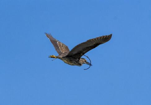 巣材を咥えて飛ぶホシゴイ ホシゴイ,野鳥,動物の写真素材